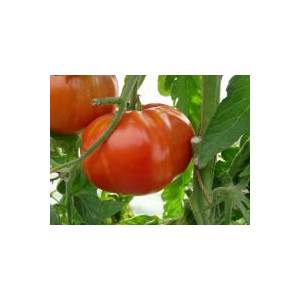 Tomate super marmande