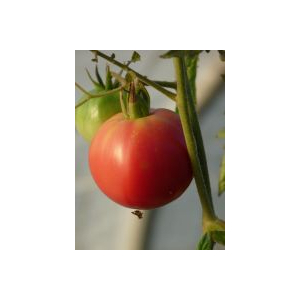 Tomate rose de berne