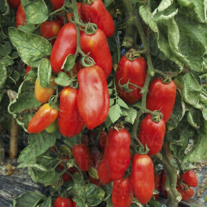 Tomate san marzano