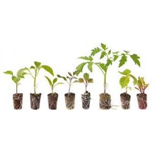 Tomate variété rosa