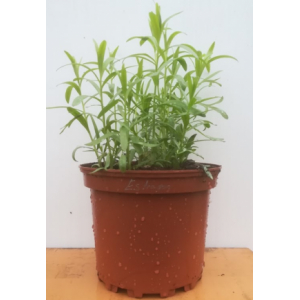 Estragon en pot de 17 cm