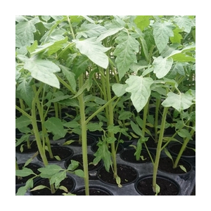 Plant de tomate roma