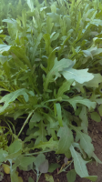Salade roquette