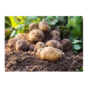 Pommes de terre charlotte