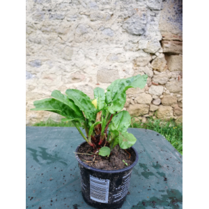 Oseille (rumex acetosa l.)