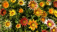 Gazania en mélange