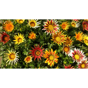 Gazania en mélange