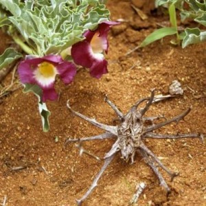 Harpagophytum 90 gélules