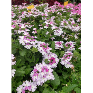 Verveine retombante rose et blanc