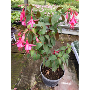 Fuchsia