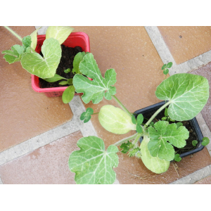 Plant pastèque confiture