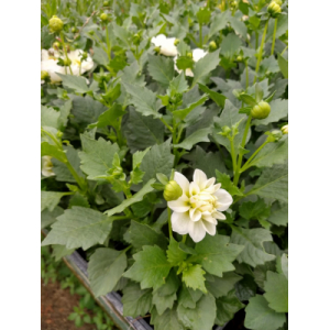 Dalhia nain blanc