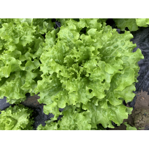 Salade batavia