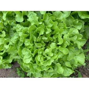 Salade feuille de chêne verte