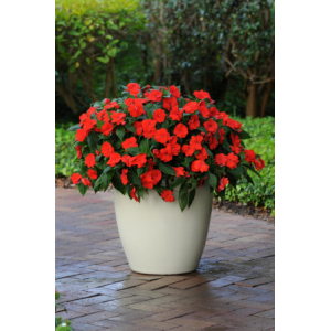 Impatiens sunpatiens orange