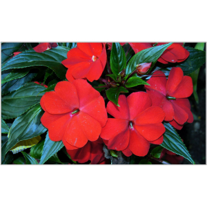 Impatiens sunpatiens rouge
