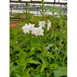 Solanum jasminoide