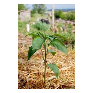 Plant de poivron lamuyo rage/vert godet blanc