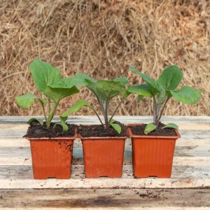 Plant greffé de tomate prévia pot noir