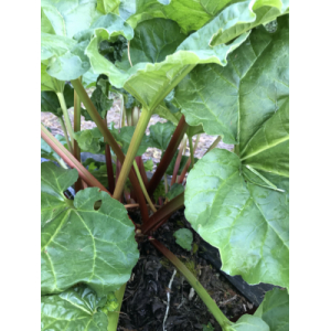 Rhubarbe de revigny