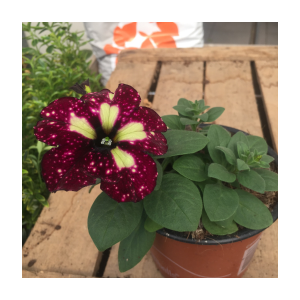 Surfinia pétunia retombant bicolore bordeaux