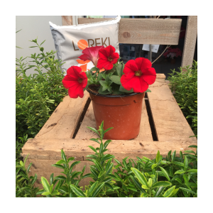 Surfinia pétunia retombant rouge