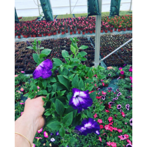 Surfinia pétunia violet coeur blanc