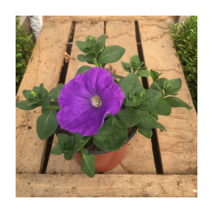 Surfinia pétunia violet bleu clair