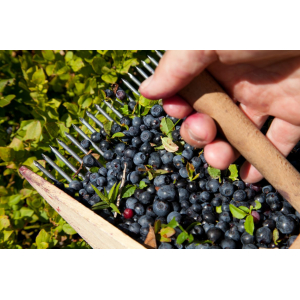 Sorbet yaourt myrtille sauvage