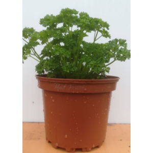 Persil frisé en pot de 17 cm