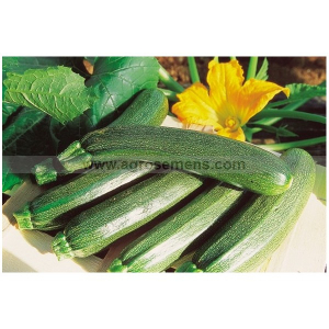 Courgette verte