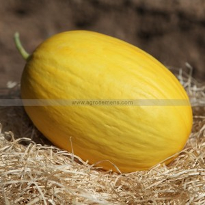 Melon jaune canari