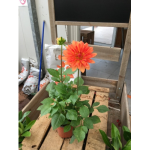 Dalhia orange