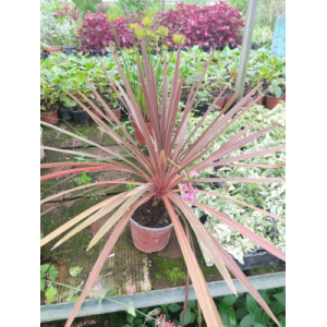 Cordyline pourpre
