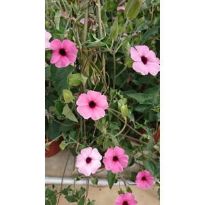 Suzanne aux yeux rose