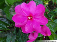 Impatiens sunpatiens rose