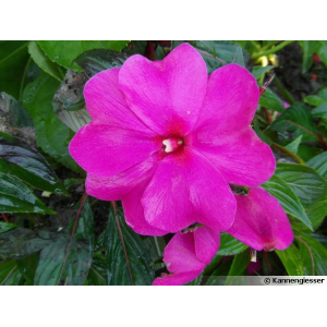 Impatiens sunpatiens rose