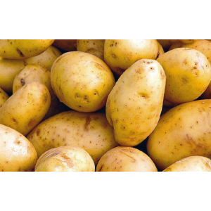 Pomme de terre nouvelle délicatesse