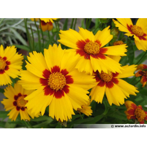 Correopsis jaune et rouge