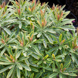 Euphorbe ascott rainbow vivace