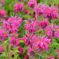 Monarde rose vivace