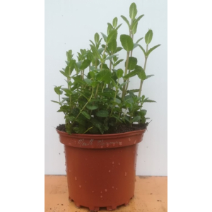 Menthe marocaine en pot de 17 cm