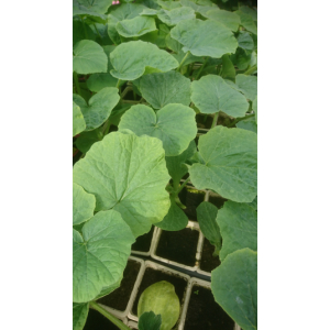 Plant courge butternut