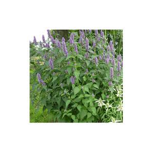 Glace agastache 1litre