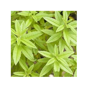 Glace verveine (riz) lot de 2 pots