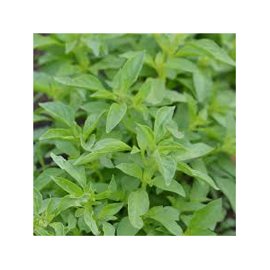 Glace basilic (riz) lot de 2 pots