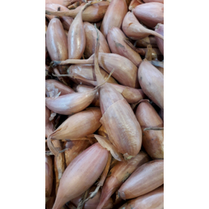 Echalotes (petit/moyen calibre)