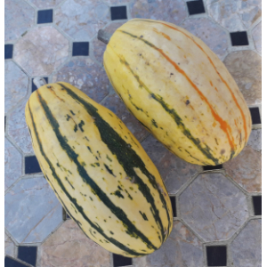 Courge délicata