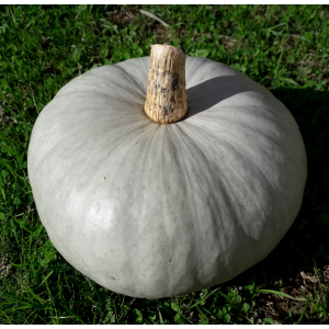 Courge bleu de hongrie