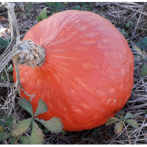 Courge potimarron vendue en quartier